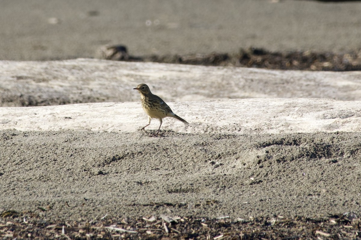 American Pipit - ML641444484