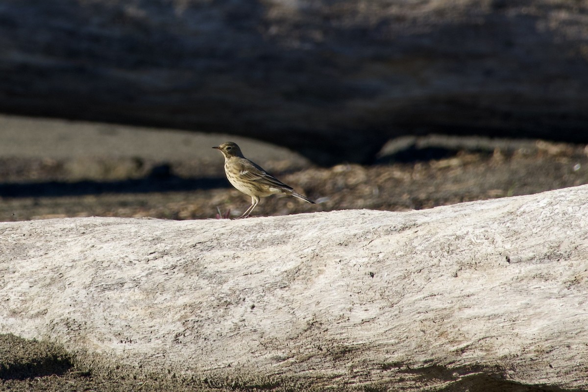 American Pipit - ML641444485