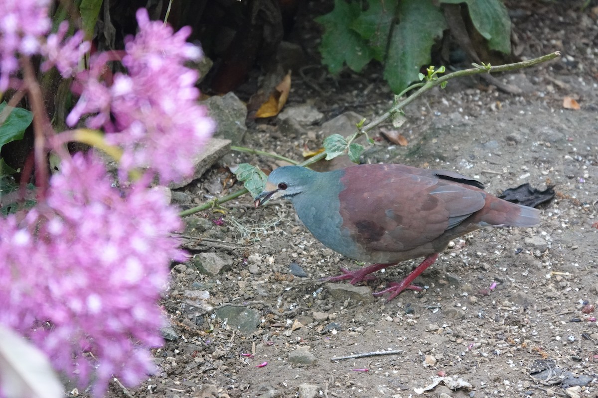 Buff-fronted Quail-Dove - ML641444491