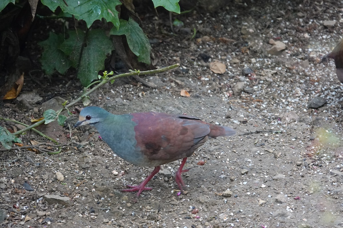 Buff-fronted Quail-Dove - ML641444496