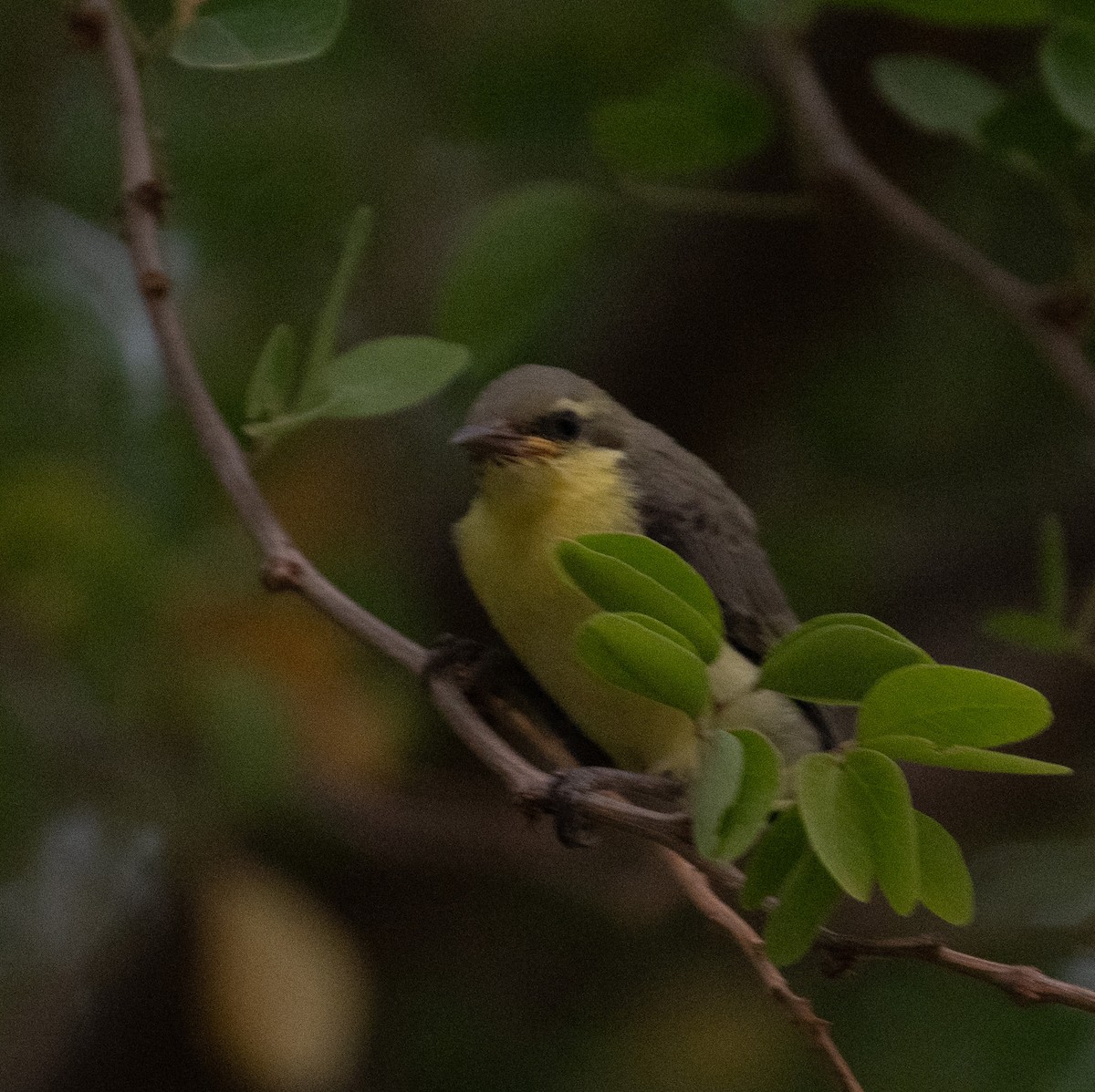 Purple Sunbird - ML641444505