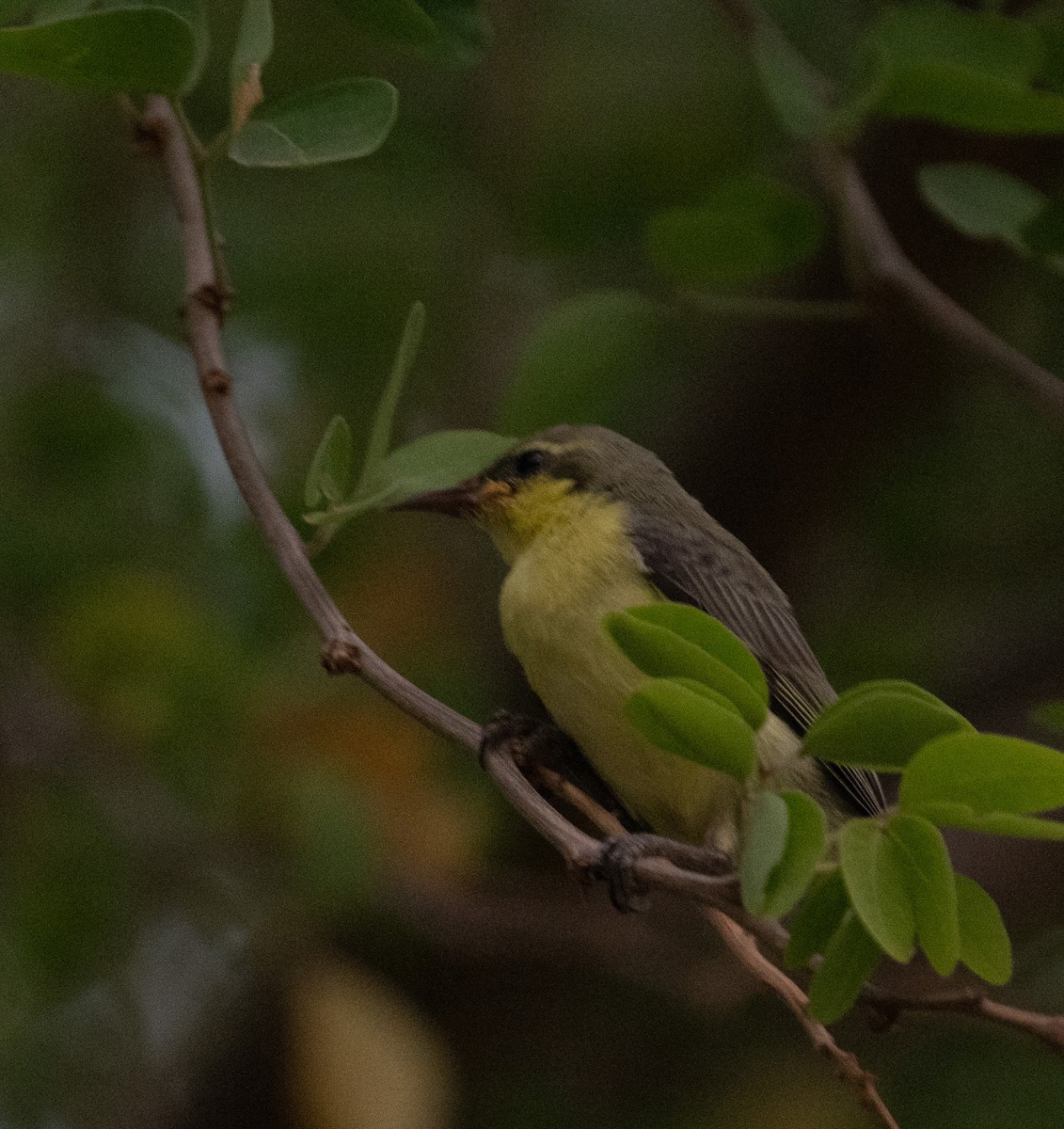 Purple Sunbird - ML641444506