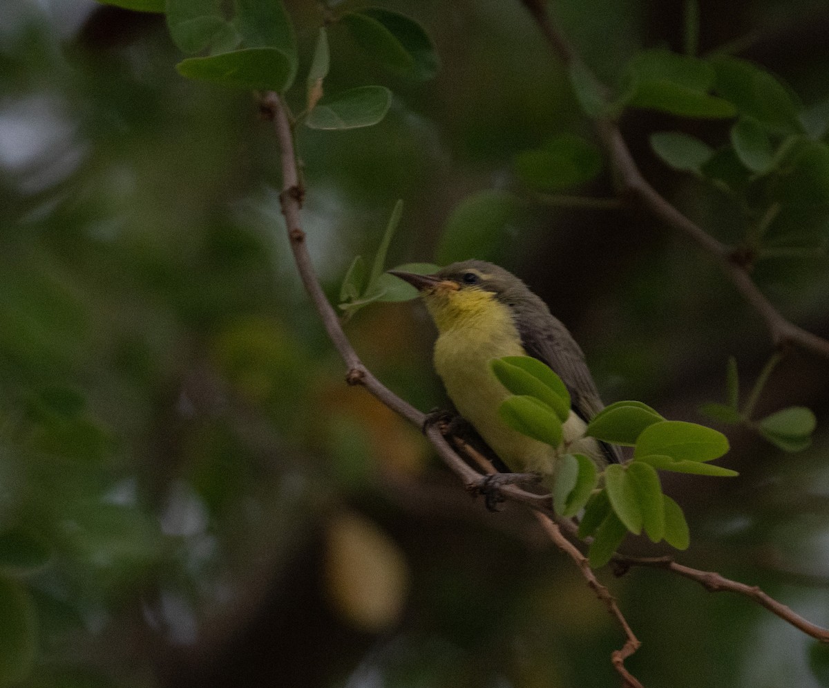 Purple Sunbird - ML641444508
