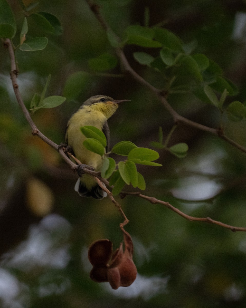 Purple Sunbird - ML641444509
