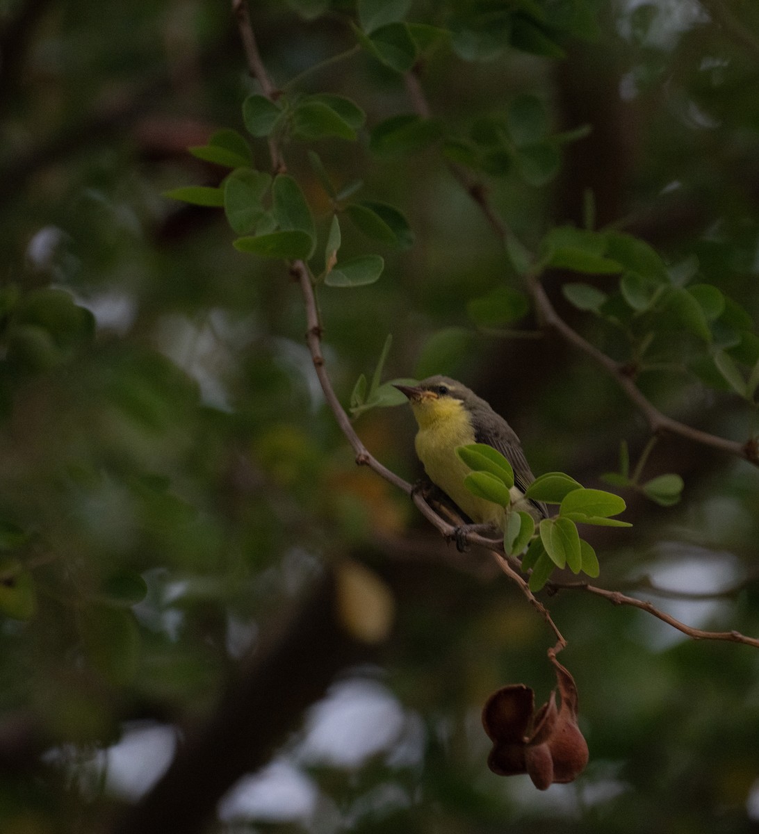 Purple Sunbird - ML641444510