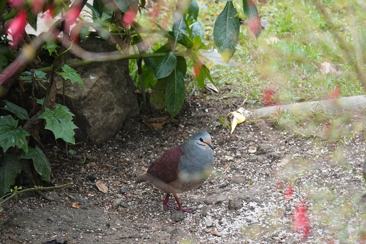 Buff-fronted Quail-Dove - ML641444526