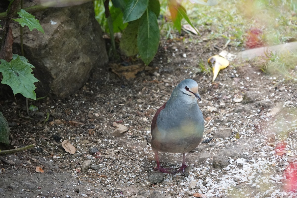 Buff-fronted Quail-Dove - ML641444534