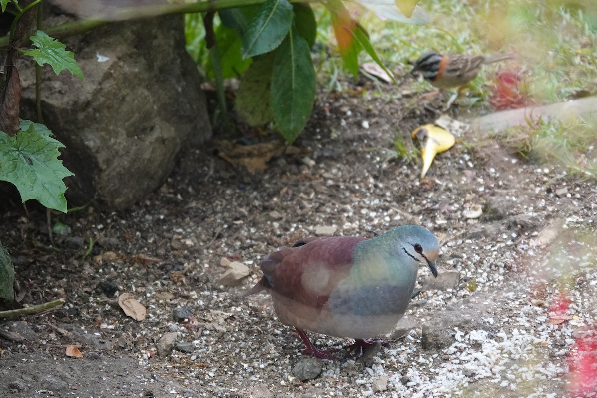 Buff-fronted Quail-Dove - ML641444541