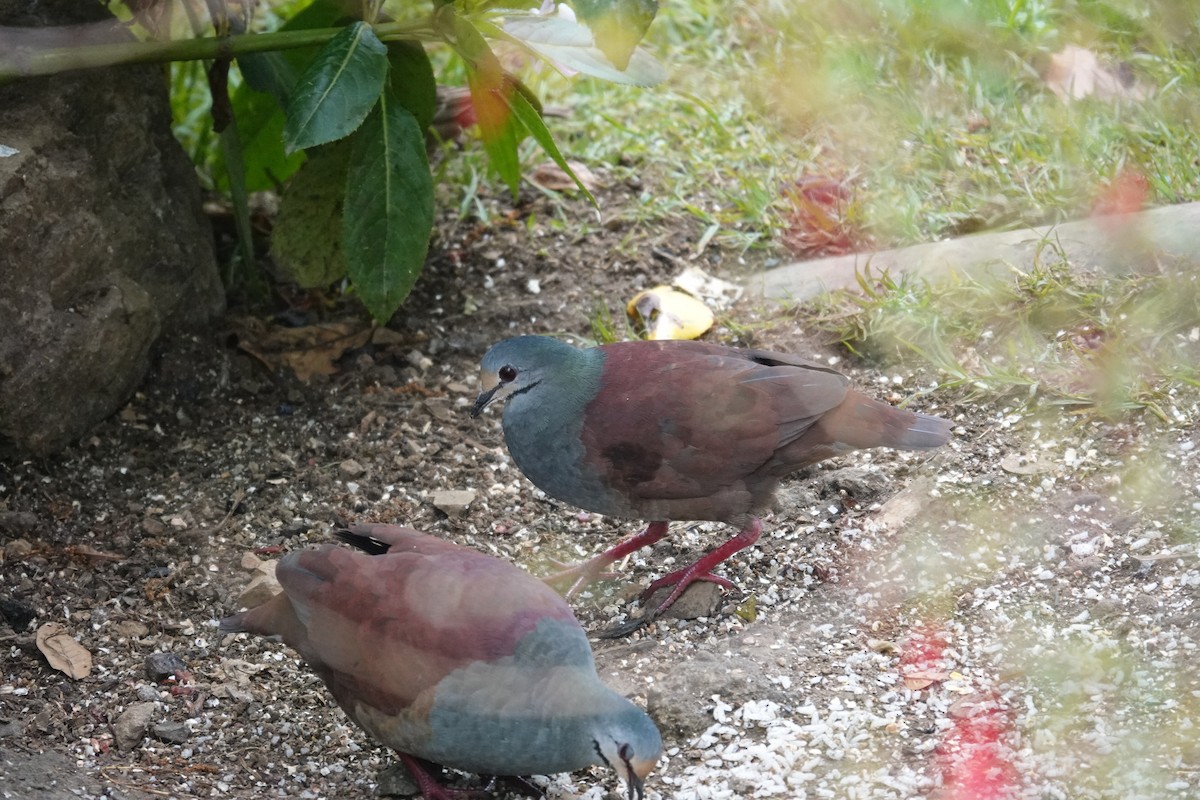Buff-fronted Quail-Dove - ML641444555