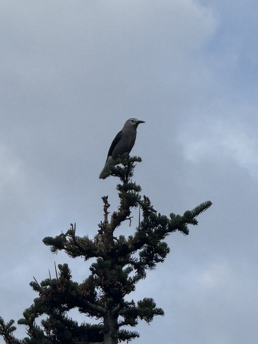 Clark's Nutcracker - ML641444564