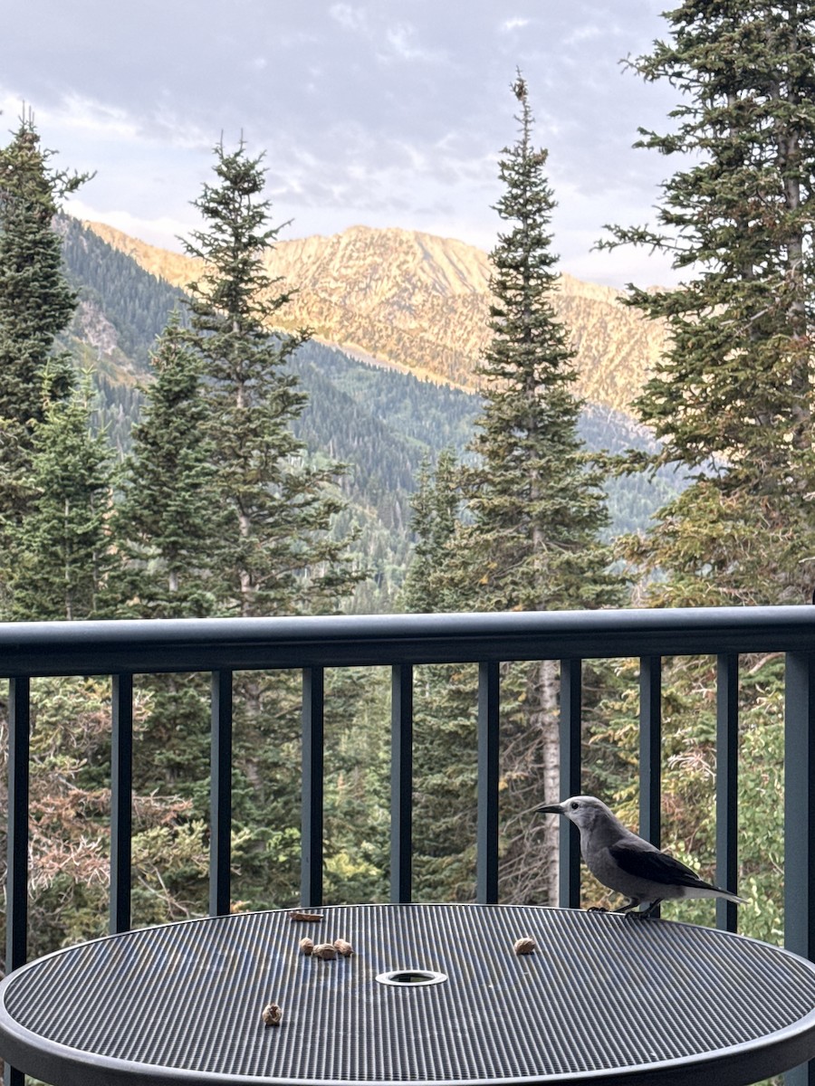 Clark's Nutcracker - ML641444565