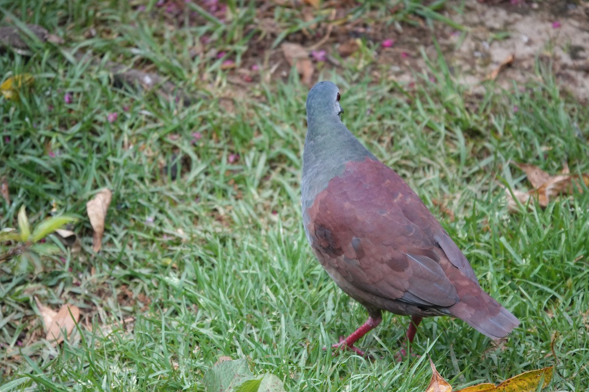 Buff-fronted Quail-Dove - ML641444568