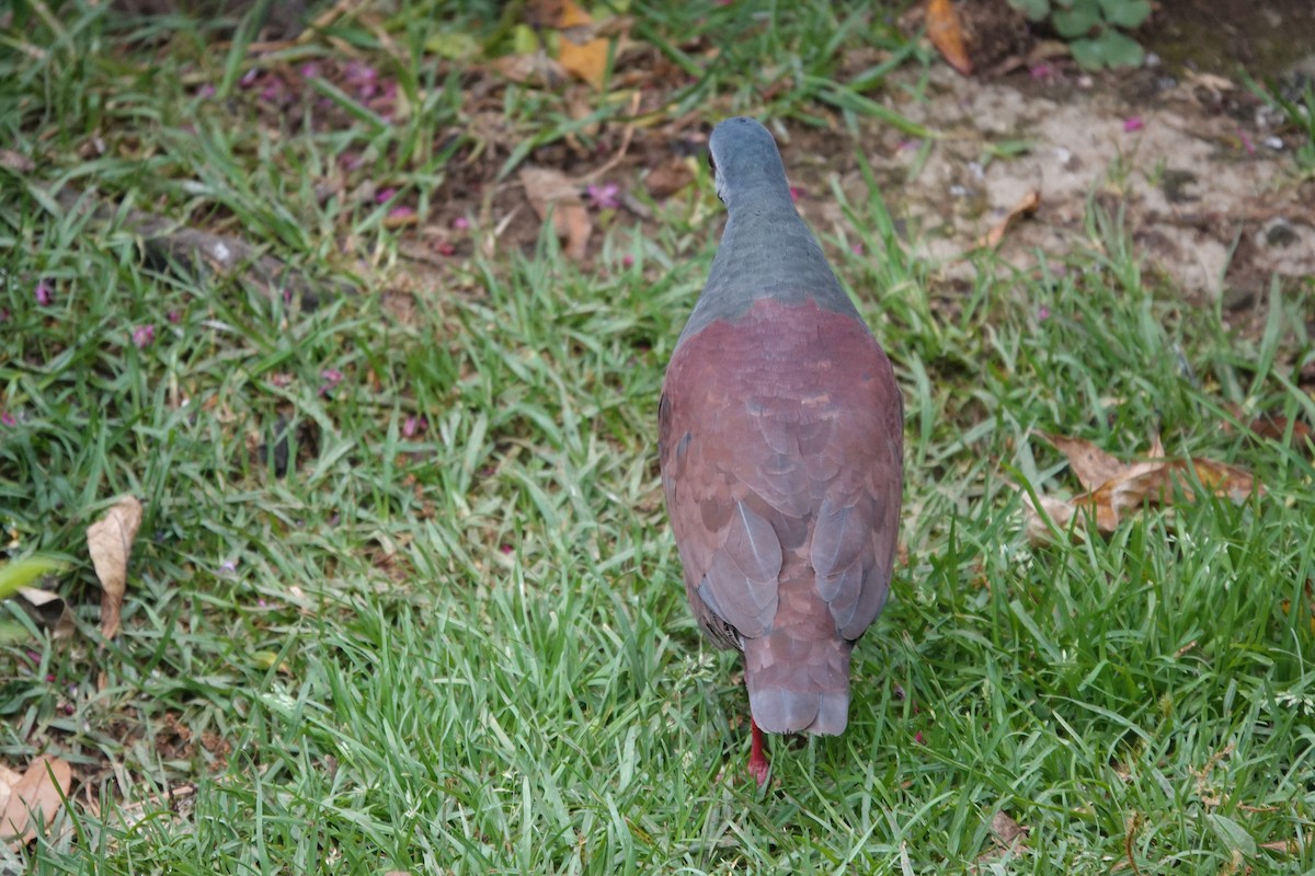 Buff-fronted Quail-Dove - ML641444572