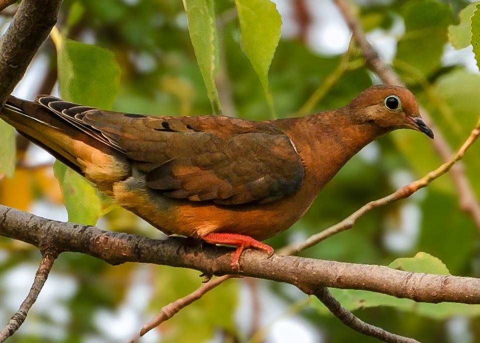 Mourning Dove - ML641444605