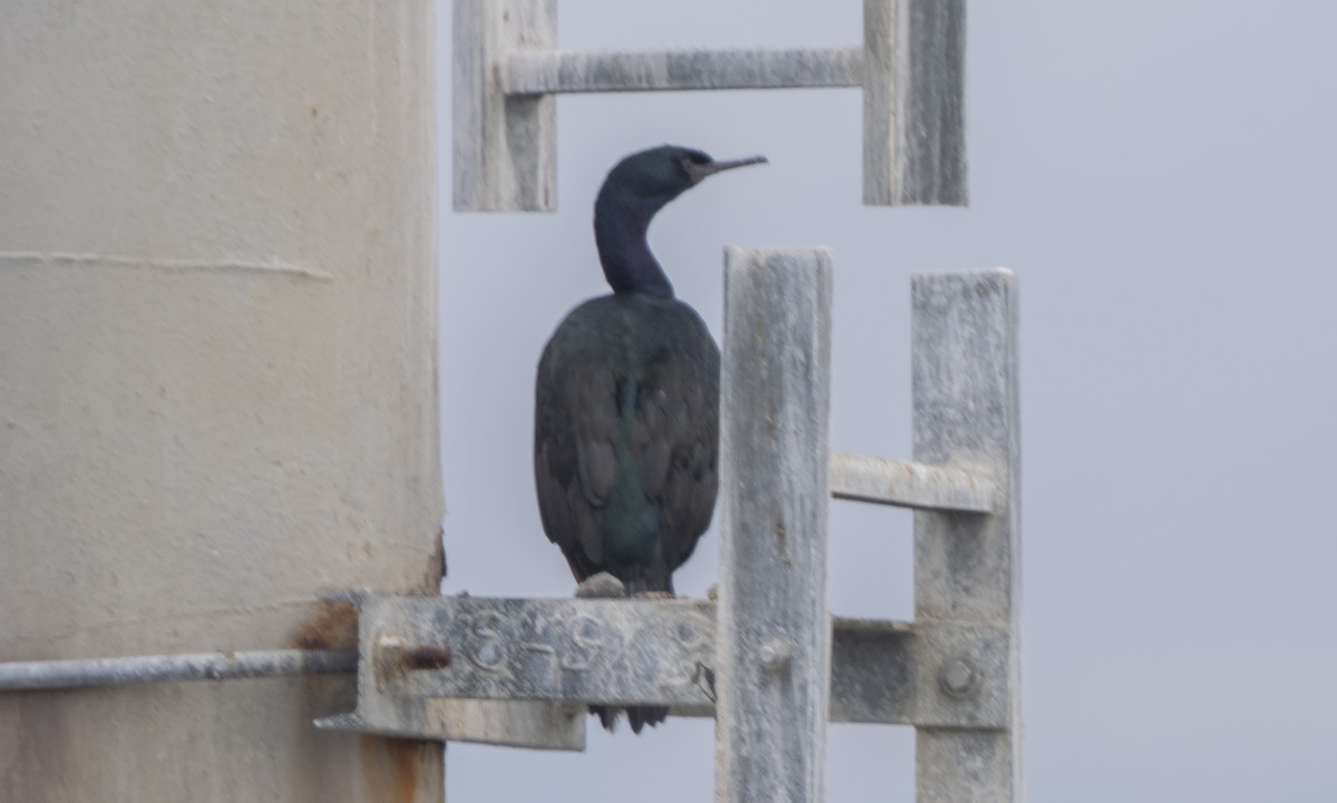 Pelagic Cormorant - ML641444609