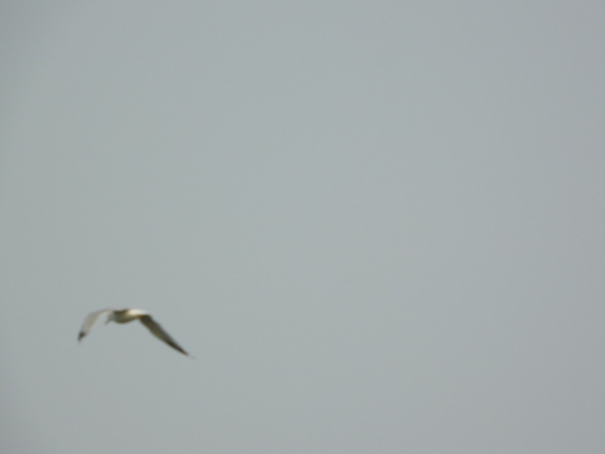 Ring-billed Gull - ML641444623