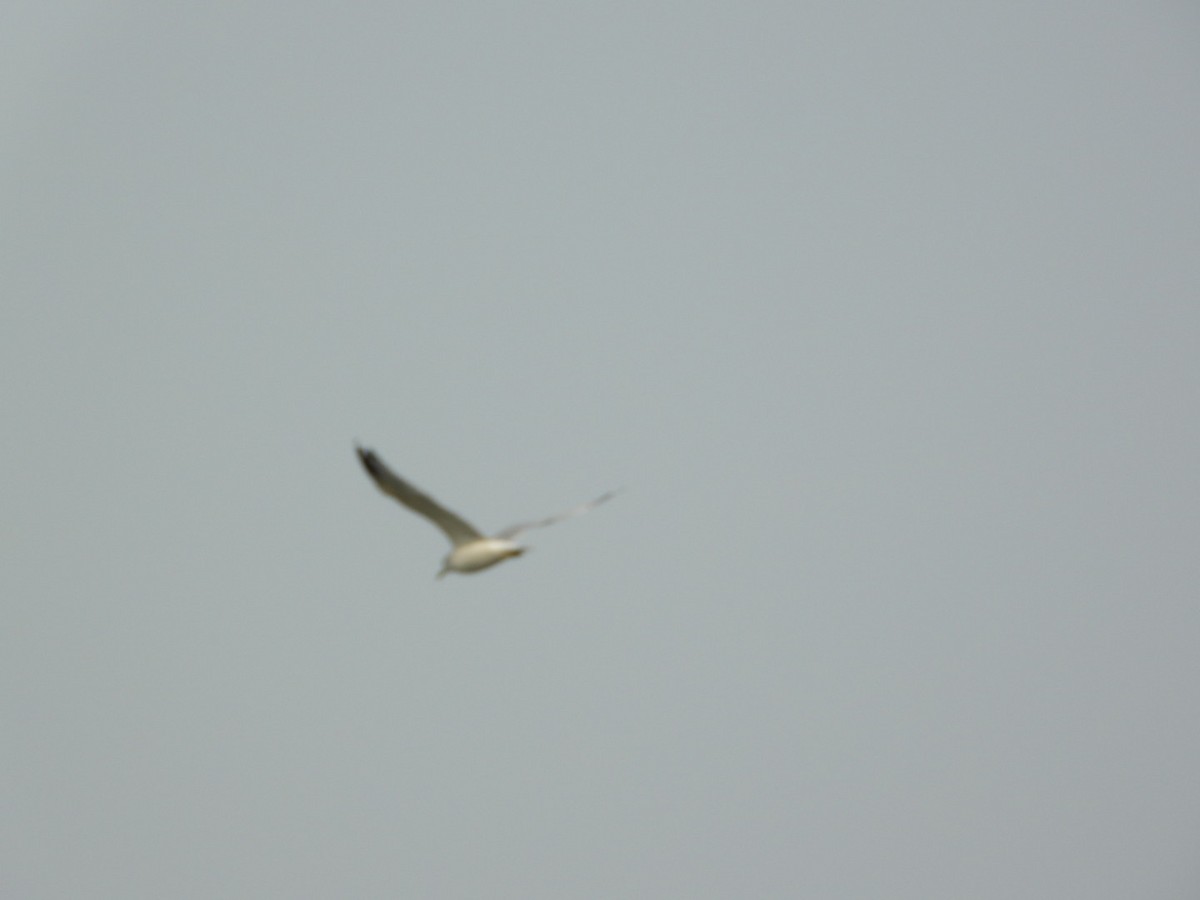 Ring-billed Gull - ML641444624