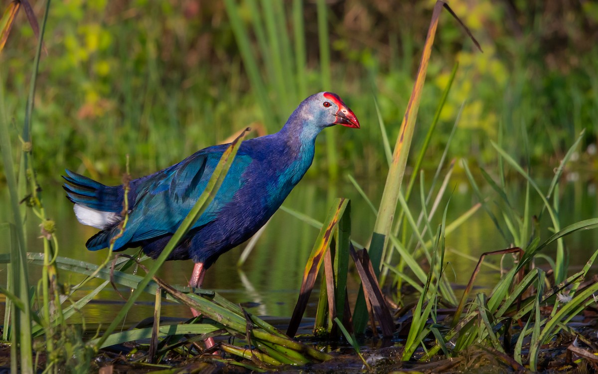 Gray-headed Swamphen - ML641444625