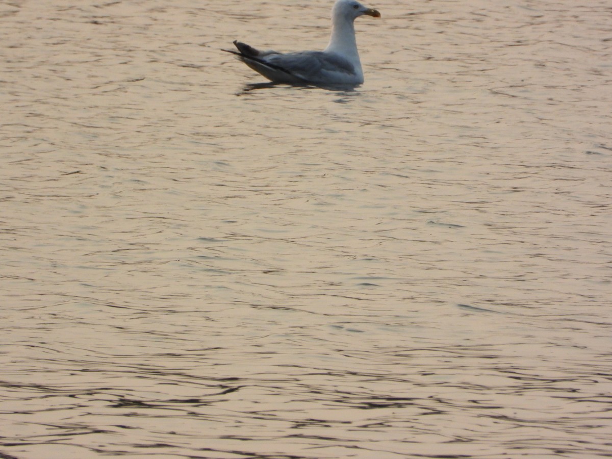 American Herring Gull - ML641444640