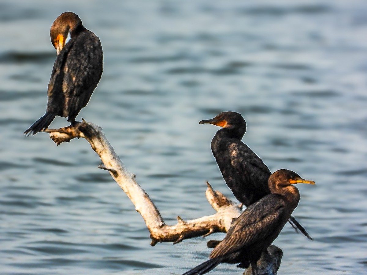 Double-crested Cormorant - ML641444656
