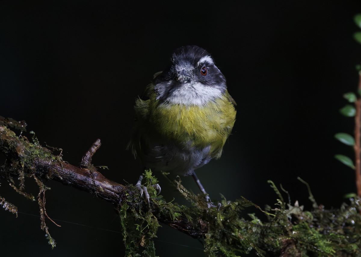 Sooty-capped Chlorospingus - ML641444666