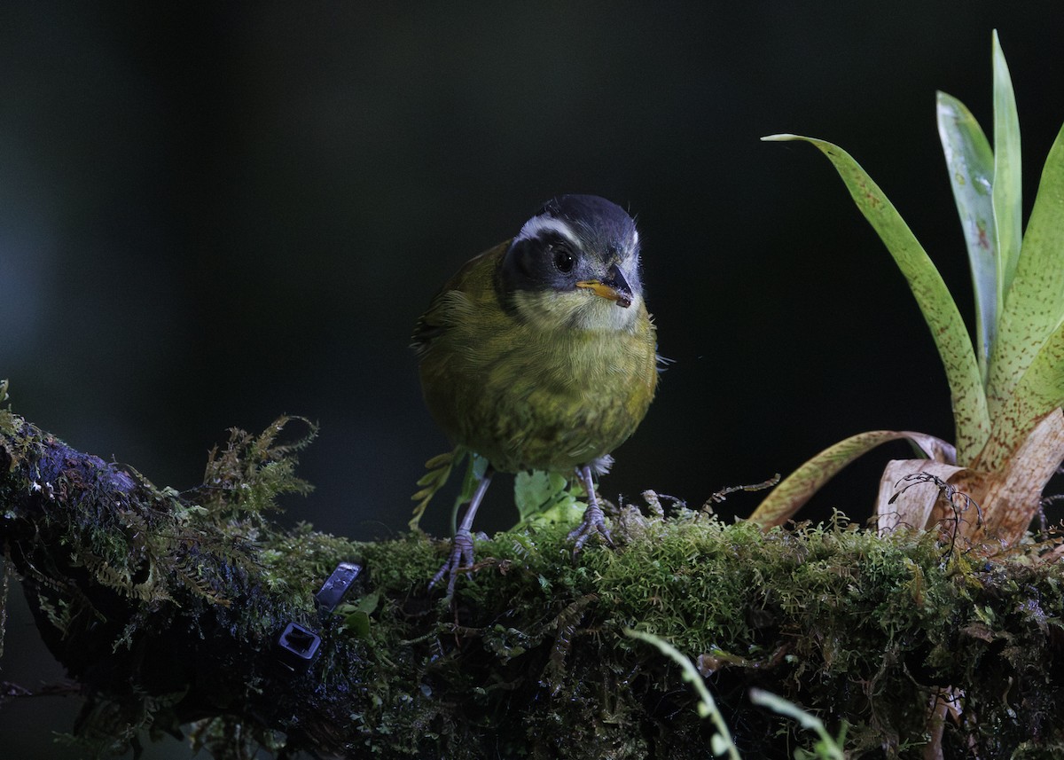 Sooty-capped Chlorospingus - ML641444669