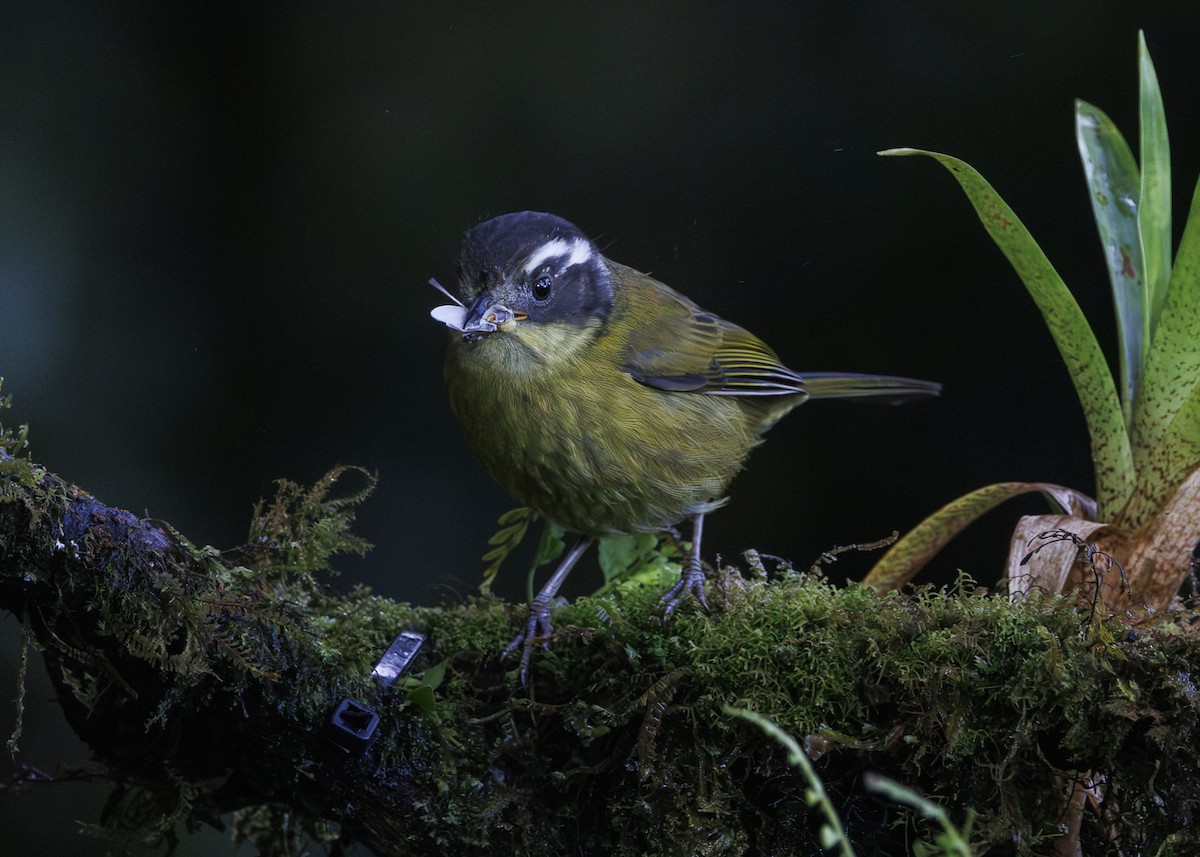 Sooty-capped Chlorospingus - ML641444671