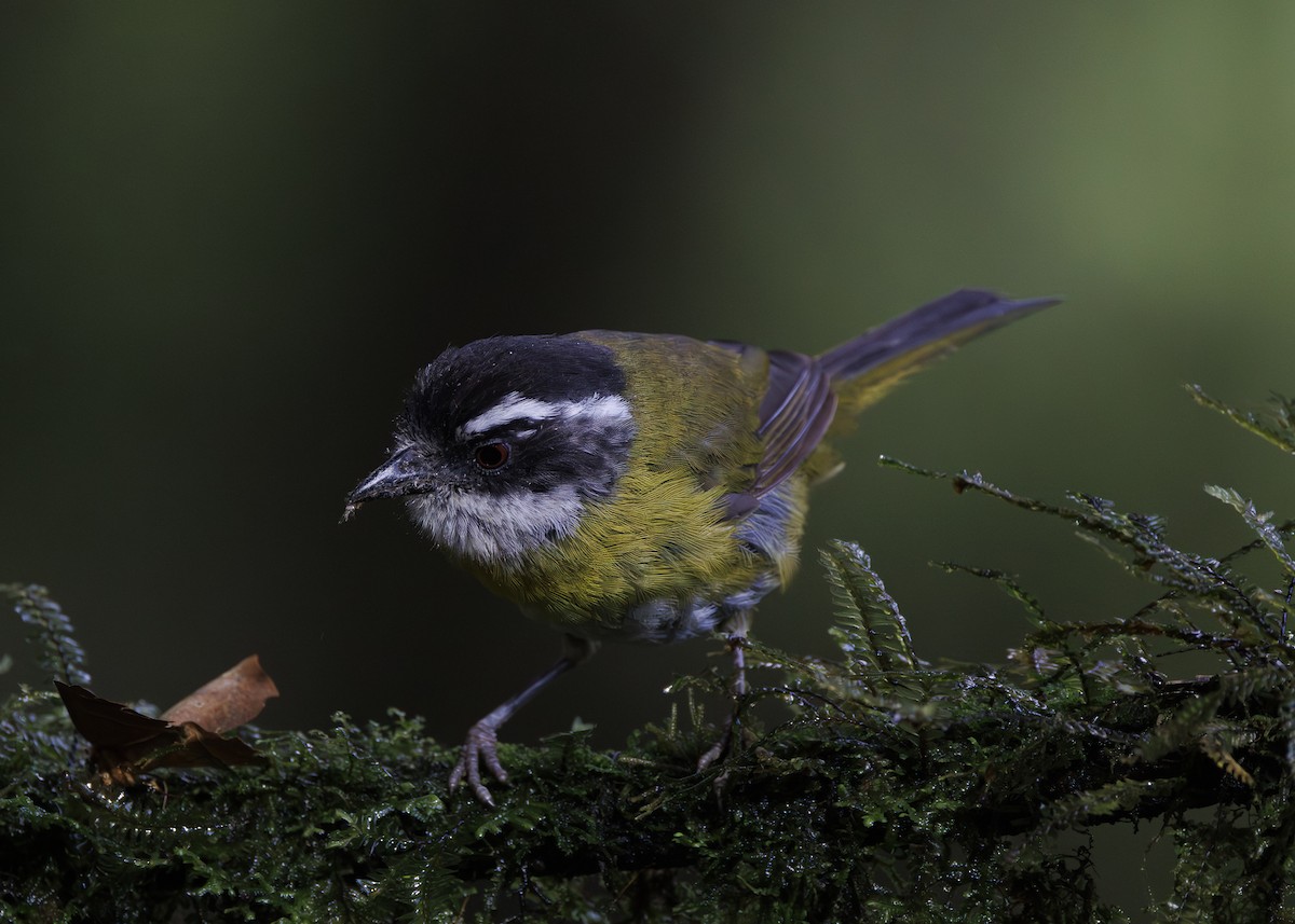 Sooty-capped Chlorospingus - ML641444672