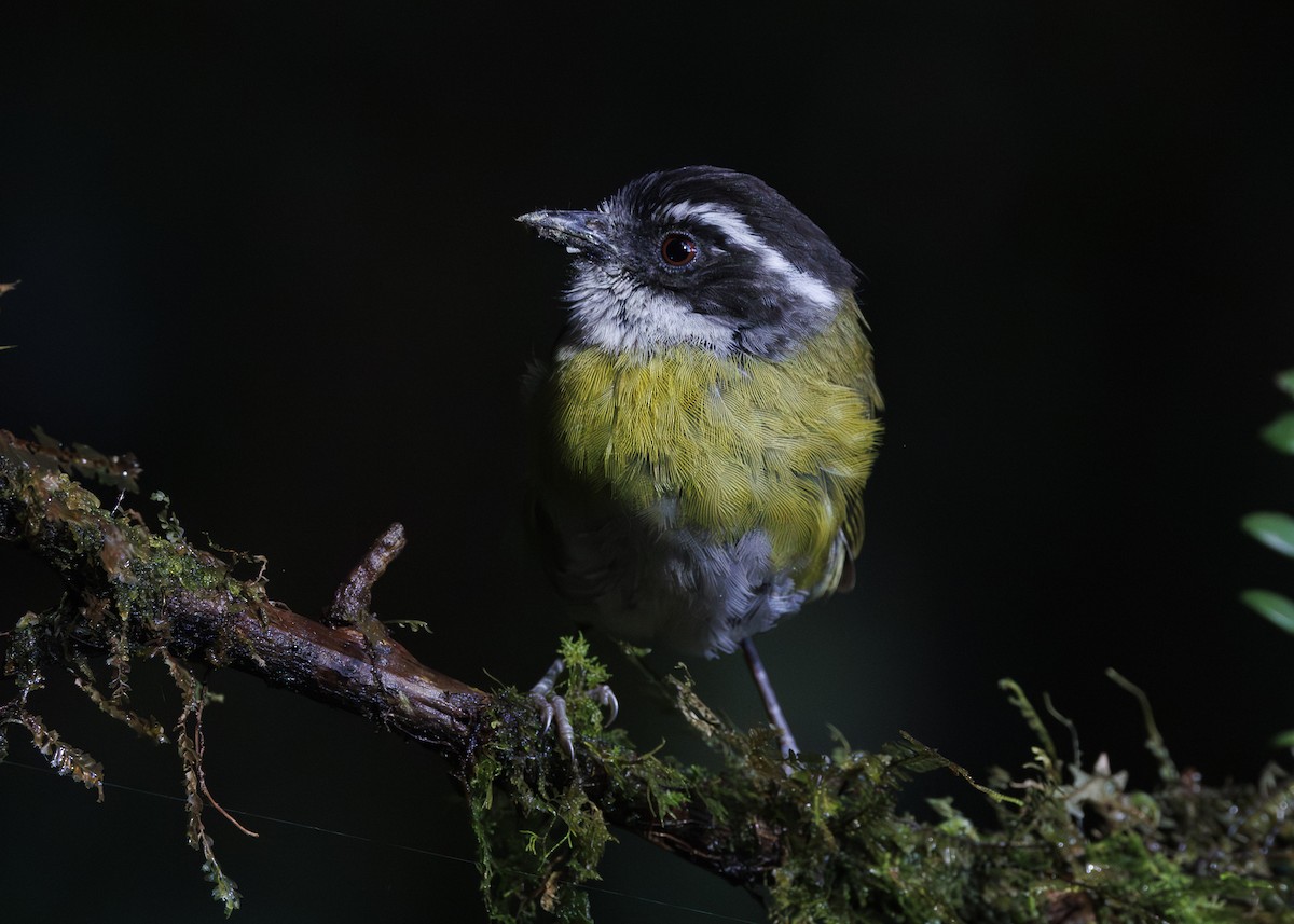 Sooty-capped Chlorospingus - ML641444673