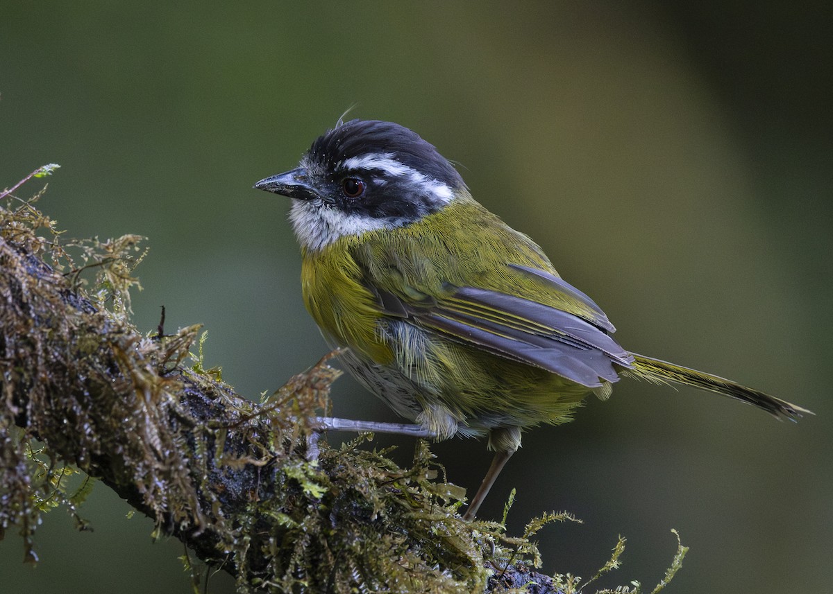 Sooty-capped Chlorospingus - ML641444674