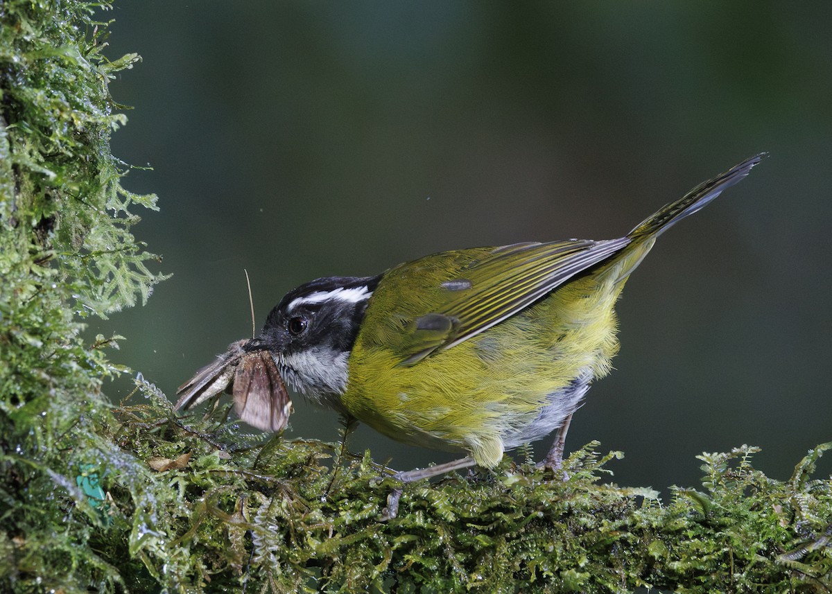 Sooty-capped Chlorospingus - ML641444675