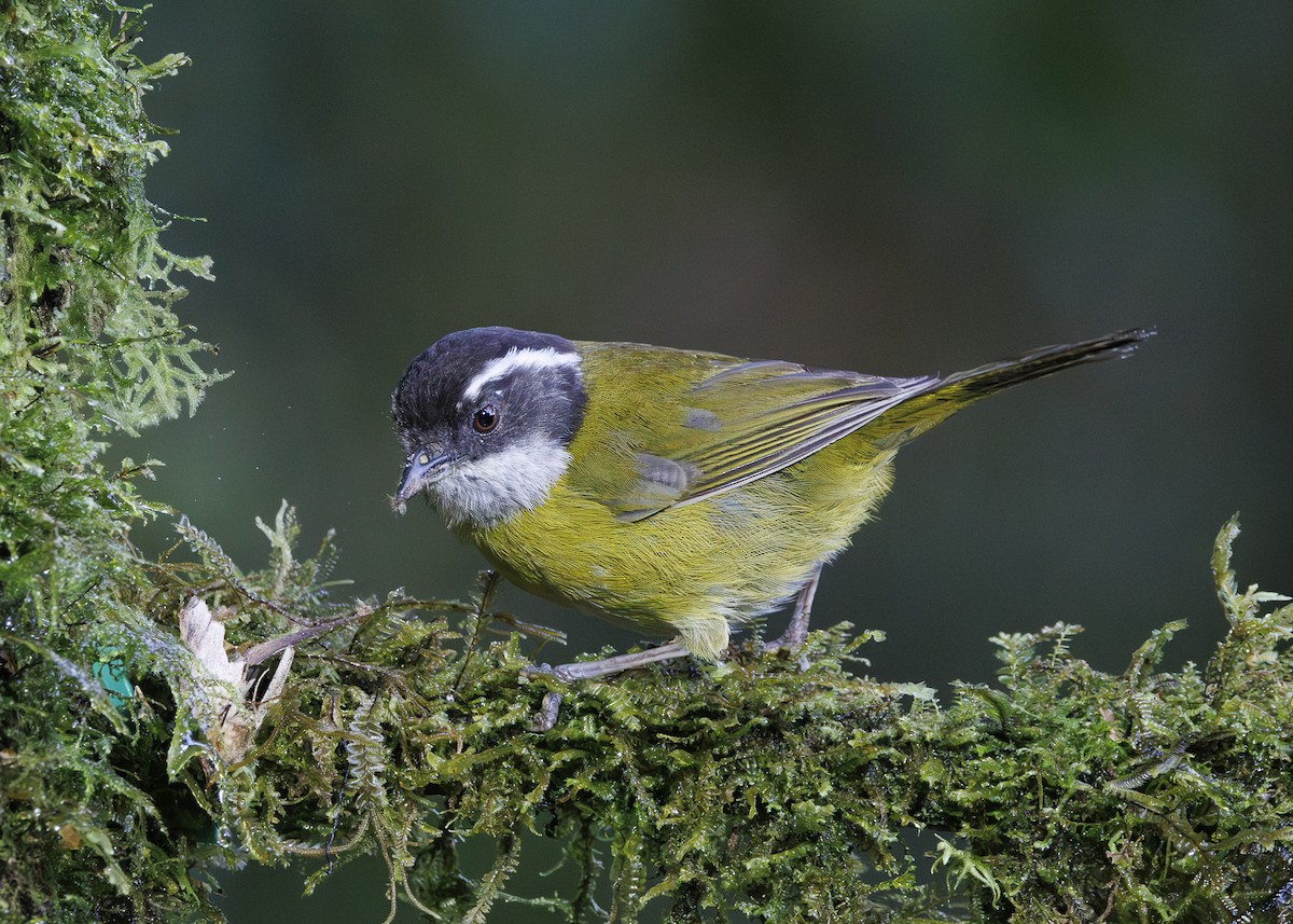 Sooty-capped Chlorospingus - ML641444676