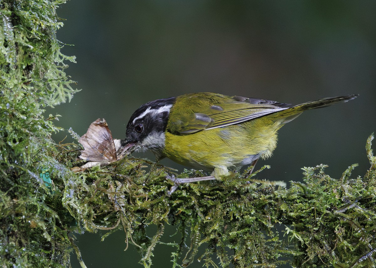 Sooty-capped Chlorospingus - ML641444677
