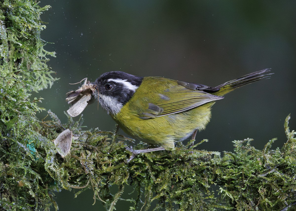 Sooty-capped Chlorospingus - ML641444678