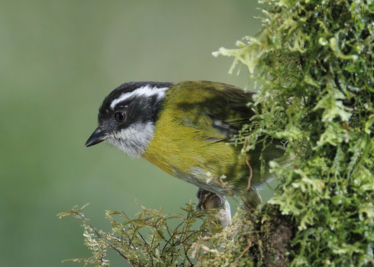 Sooty-capped Chlorospingus - ML641444679