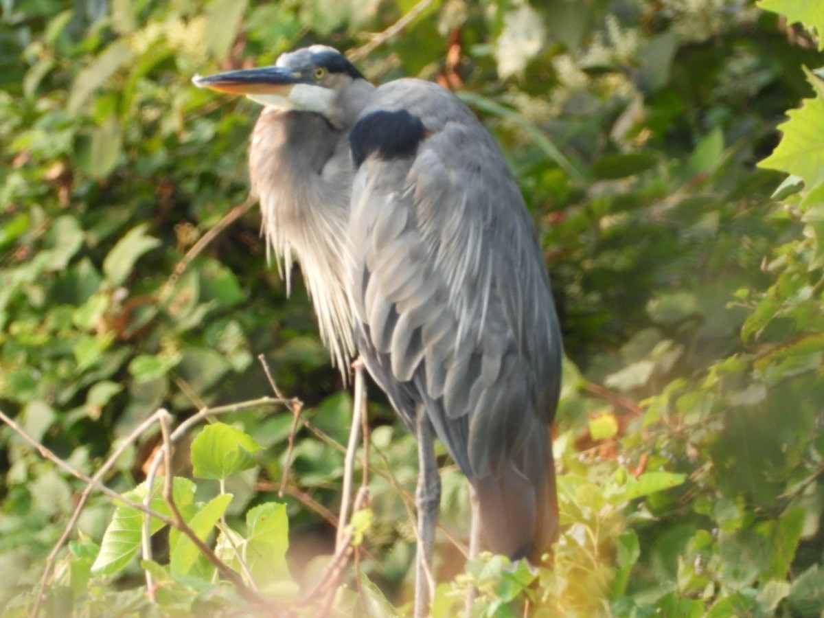 Great Blue Heron - ML641444691