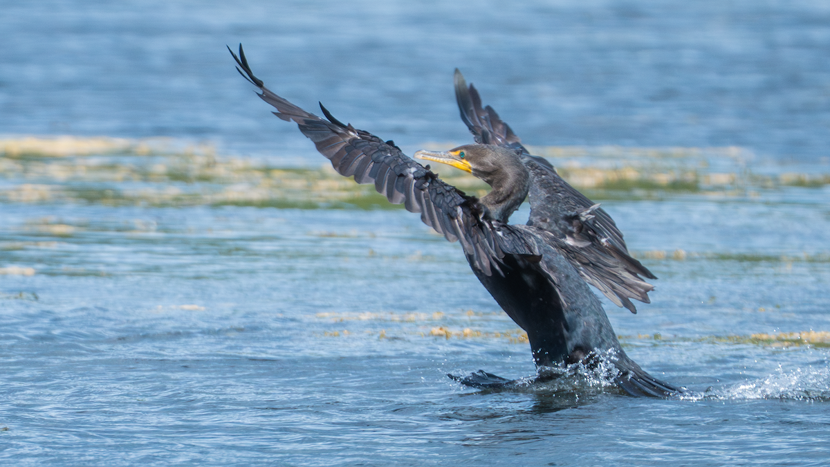 Double-crested Cormorant - ML641444694