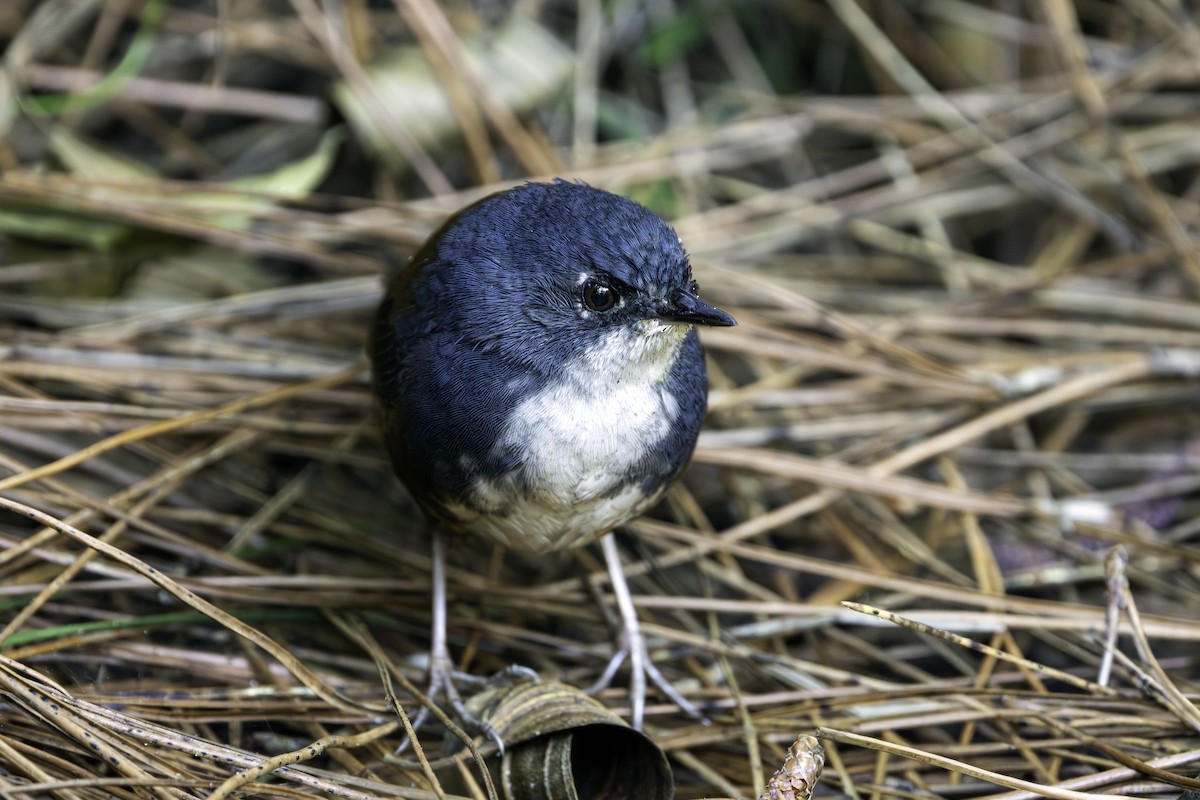 White-breasted Tapaculo - ML641444695