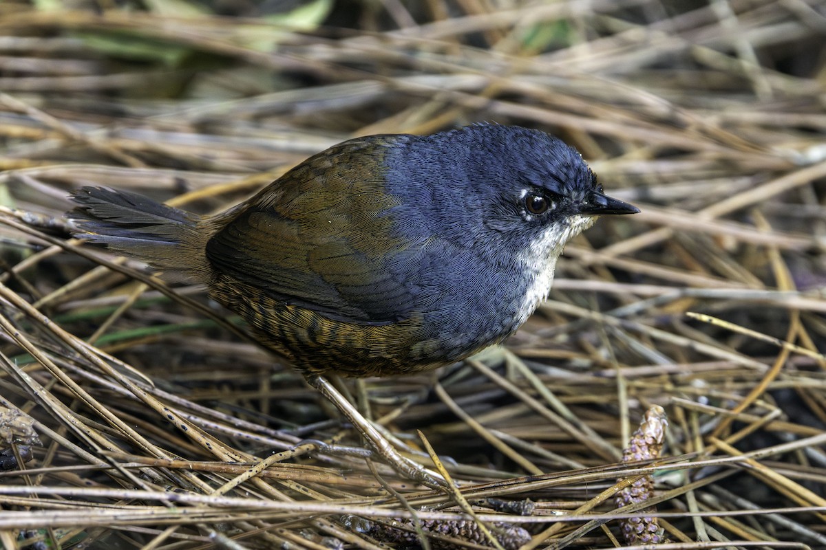 White-breasted Tapaculo - ML641444697