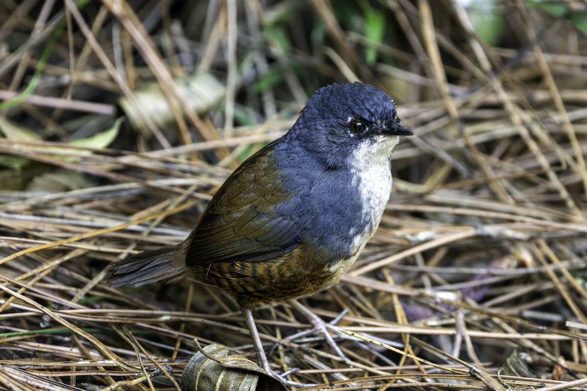 White-breasted Tapaculo - ML641444699