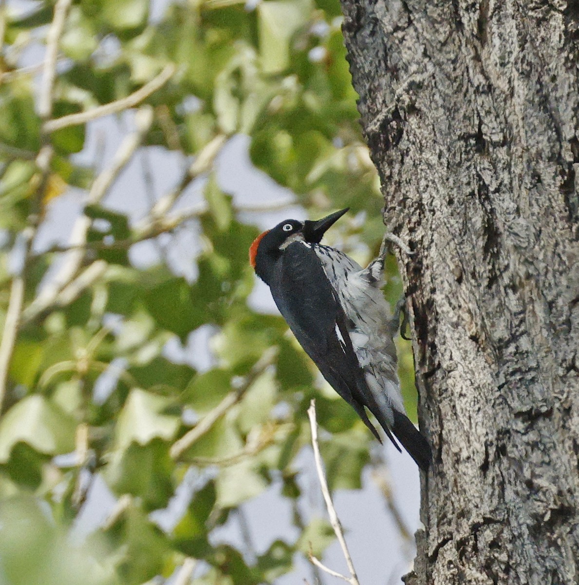 Acorn Woodpecker - ML641444702