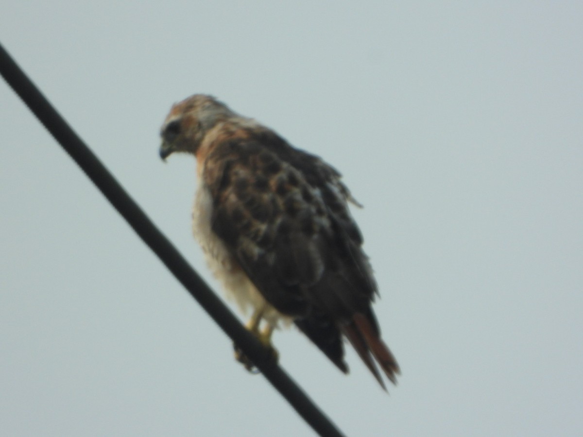 Red-tailed Hawk - ML641444716