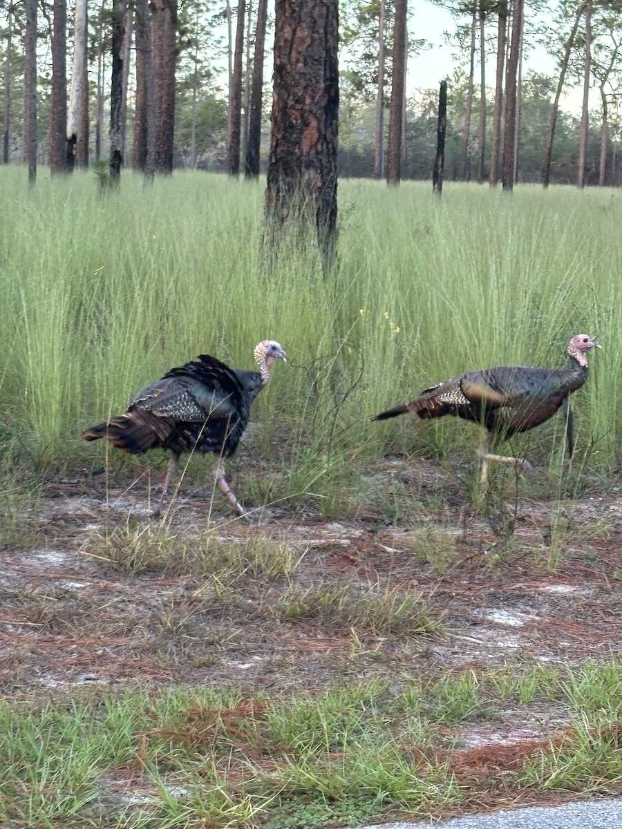 Animals - ML641444728