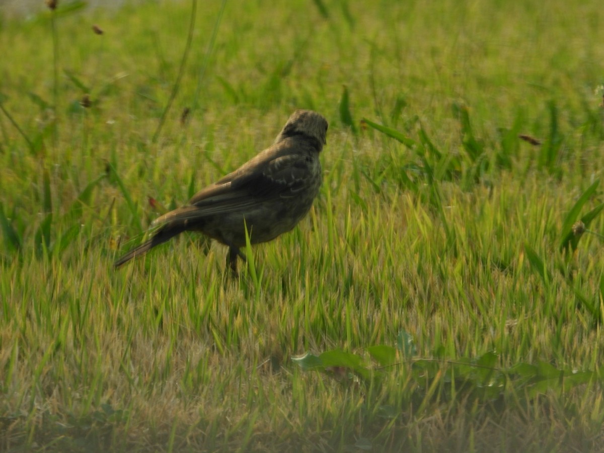 Brown-headed Cowbird - ML641444732