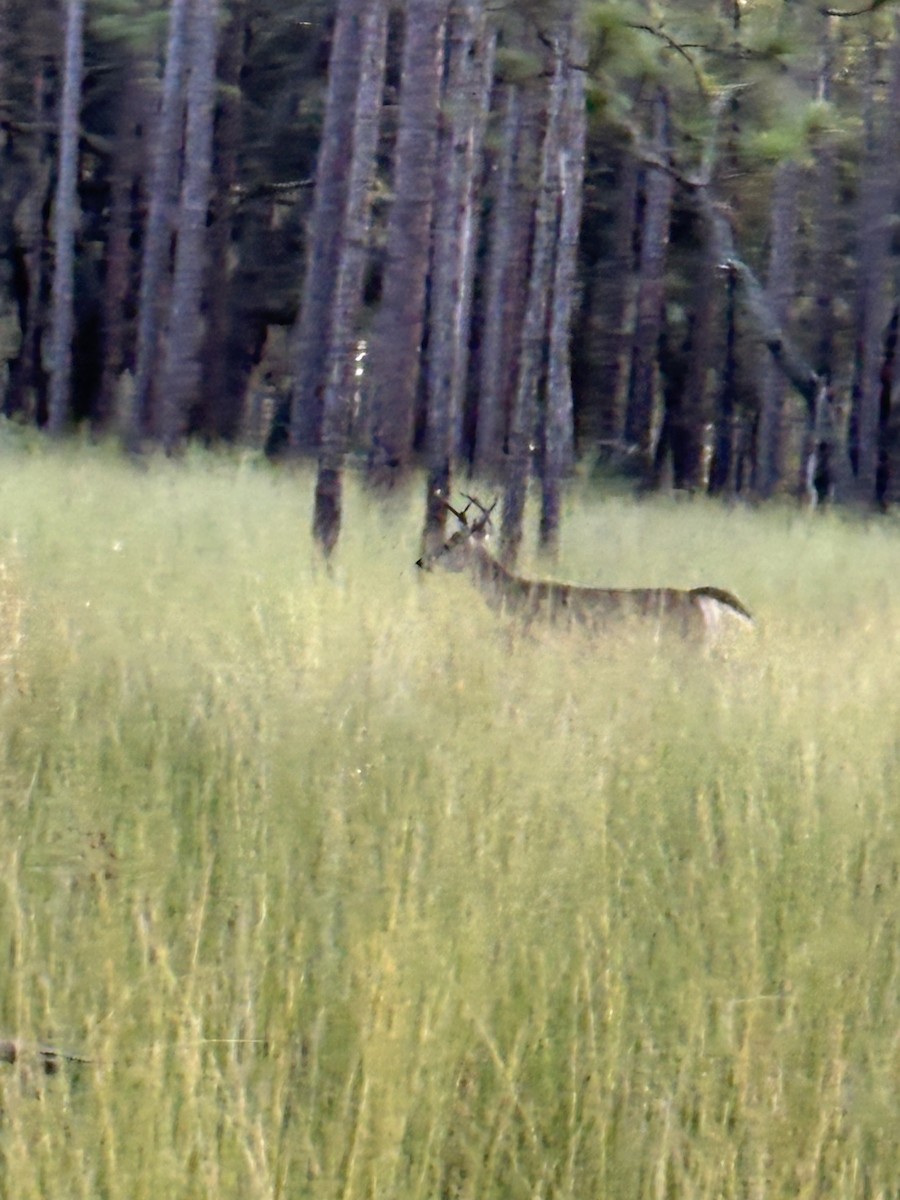 Animals - ML641444742