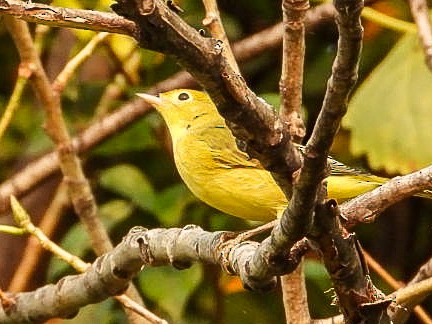 Yellow Warbler - ML641444745