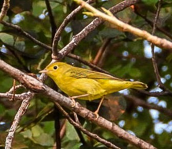 Yellow Warbler - ML641444746