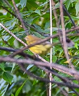Prairie Warbler - ML641444753