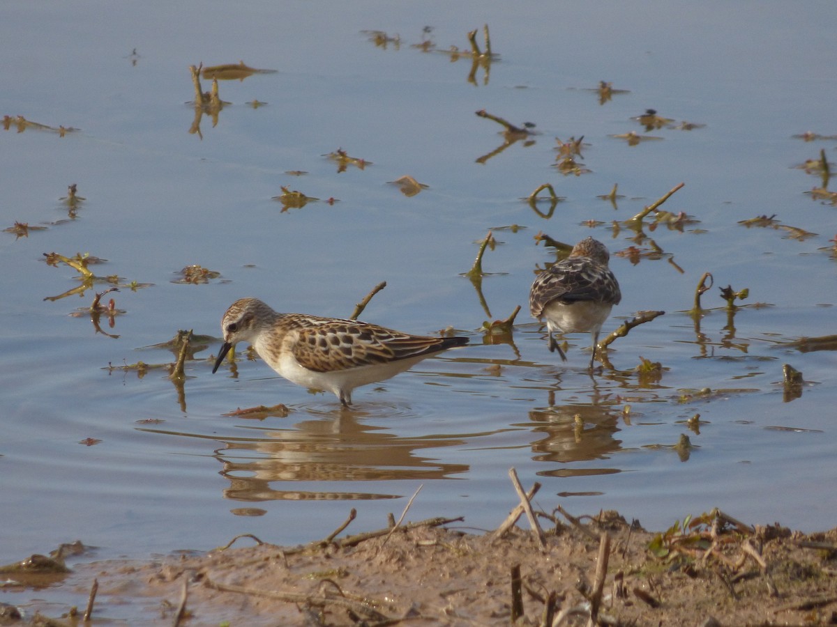 dvergsnipe - ML641444773