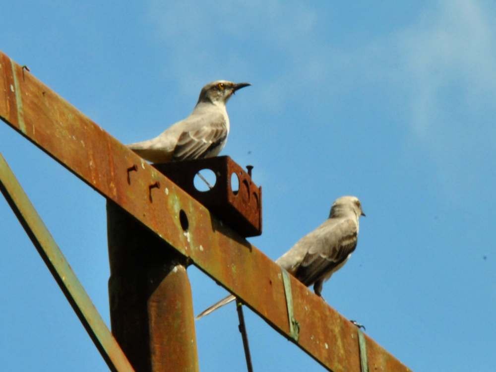 Tropical Mockingbird - ML641444779